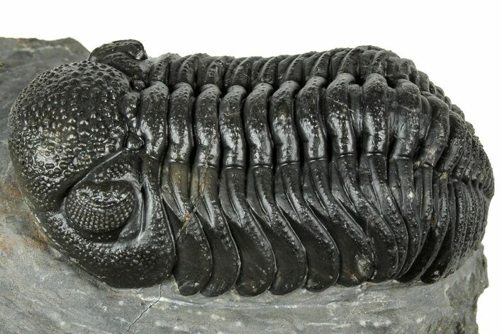 Detailed Morocops Trilobite - Ofaten, Morocco #323718